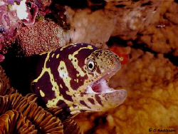 Yep, another Chain Moray photo. I was lucky enough to get... by Steven Anderson 